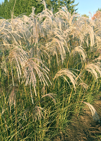 Miscanthus sinensis 'Kleine Fontaine' (Little Fountain)